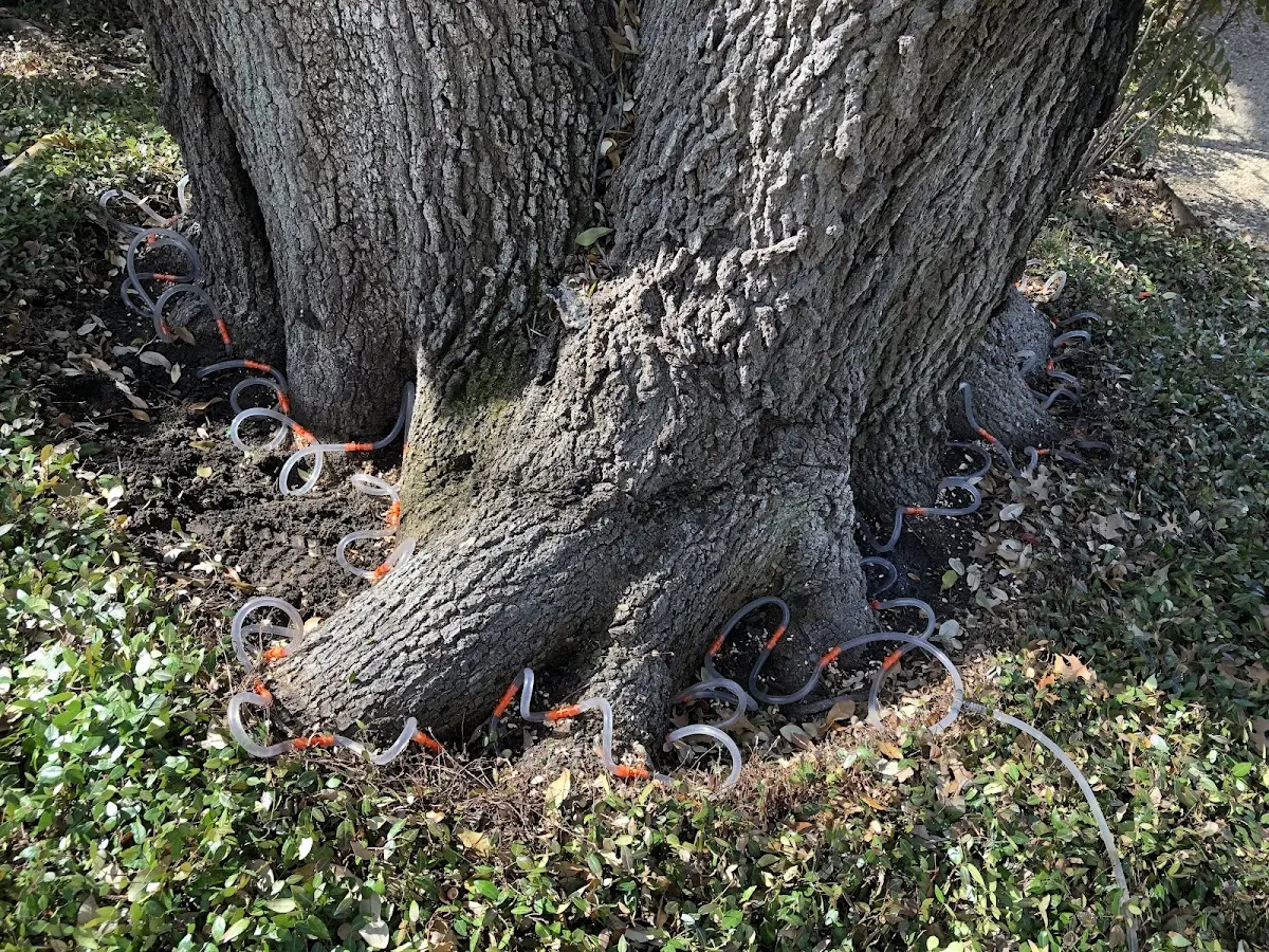 Detailed Tree Cabling and Bracing job site in Libertyville