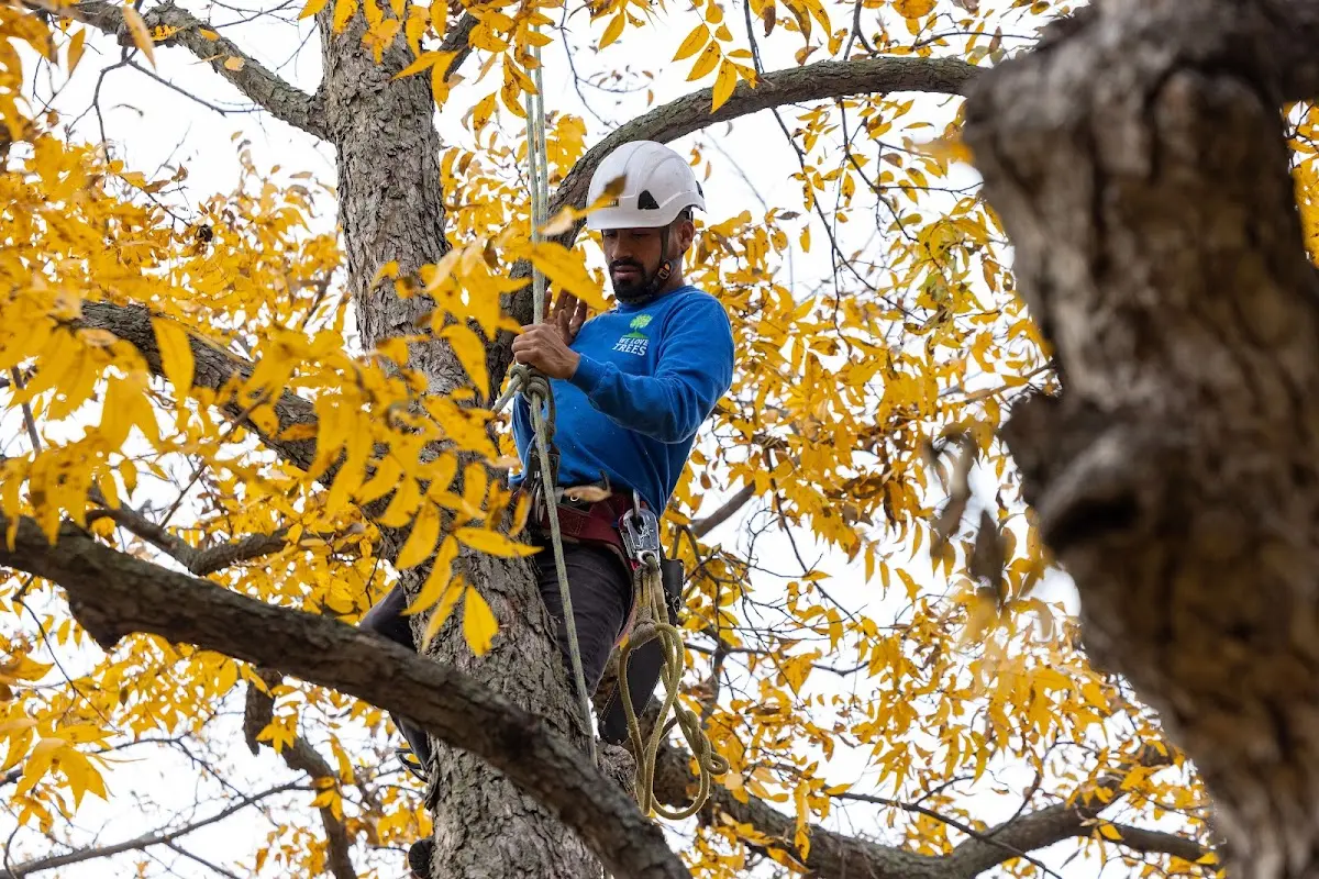 Skilled Tree Pruning crew working in Libertyville