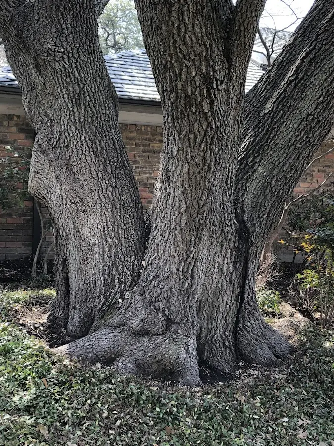 Mature heritage tree close to a Libertyville property cared for by certified arborists